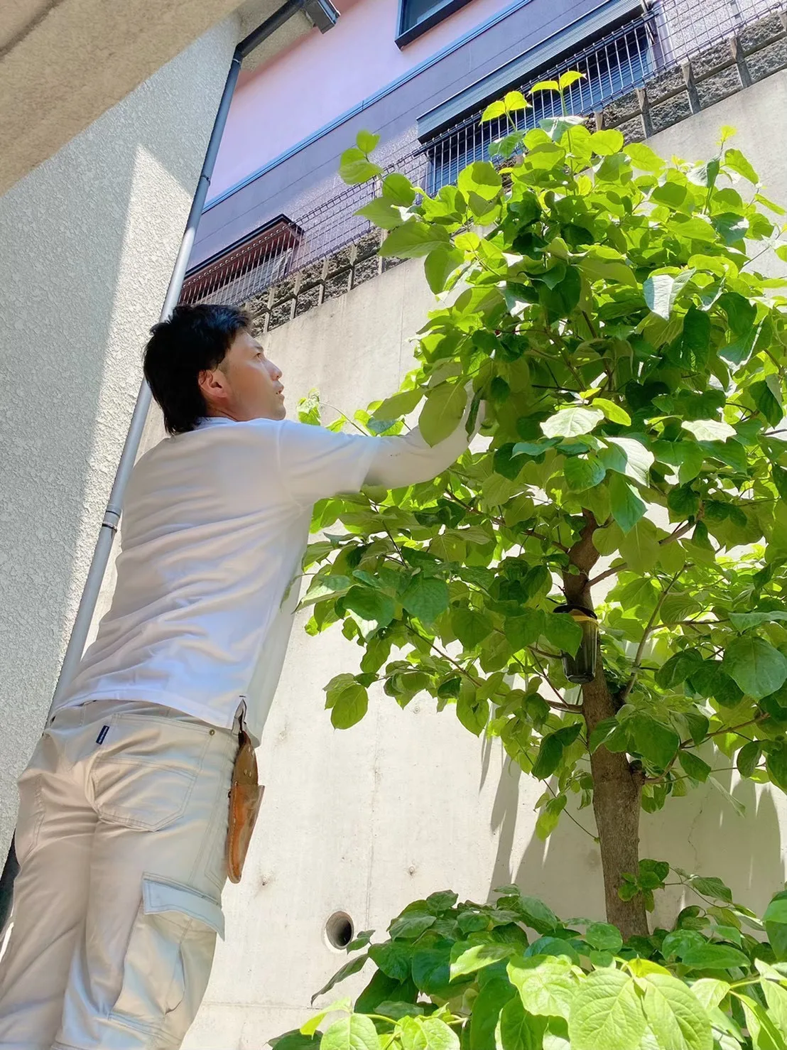 剪定の作業イメージ