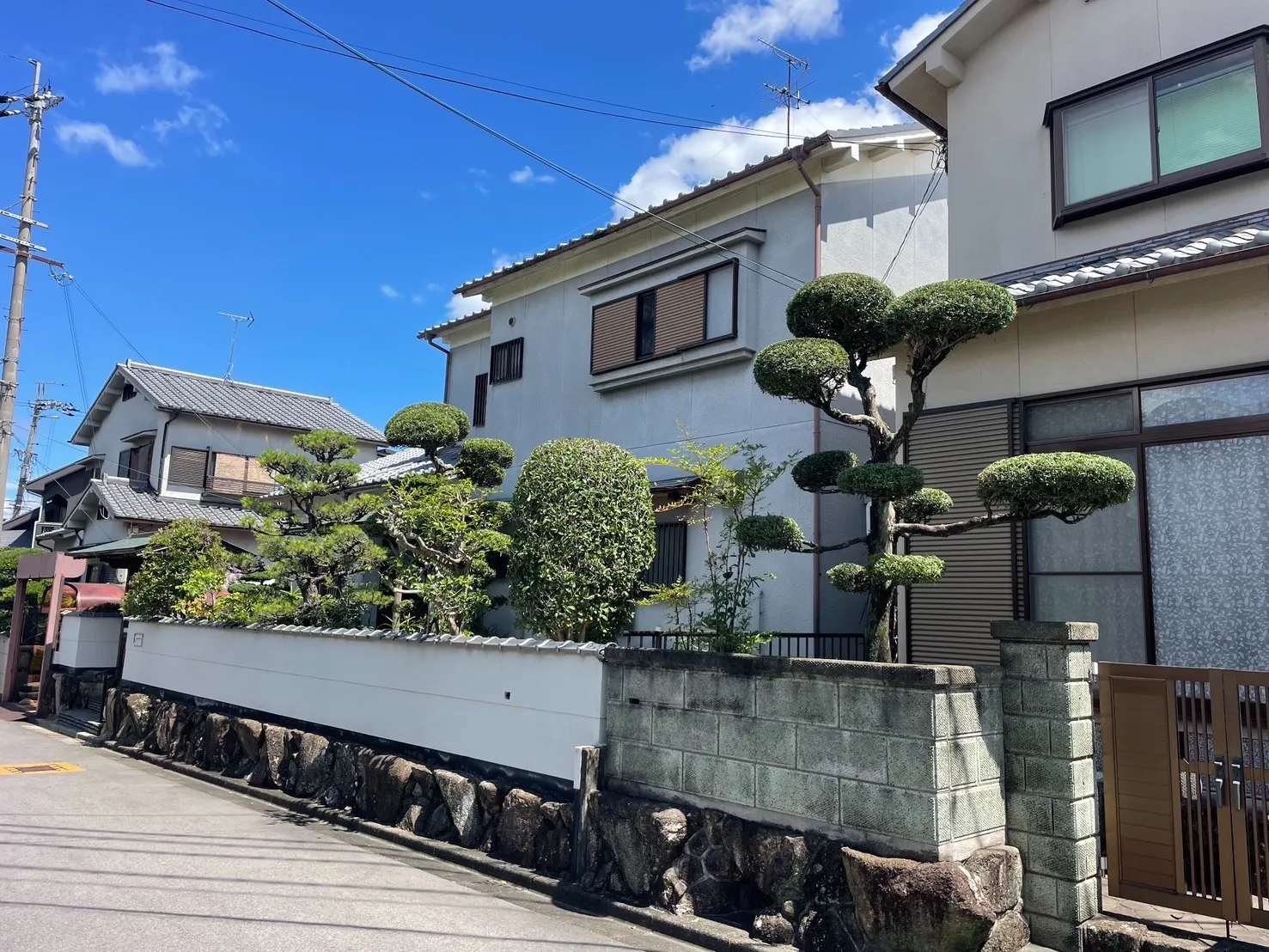 道路沿いのマツとマキの刈込み・仕立て直し(施工後)