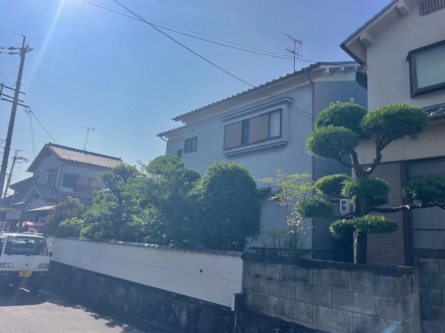 道路沿いのマツとマキの刈込み・仕立て直し(施工前)