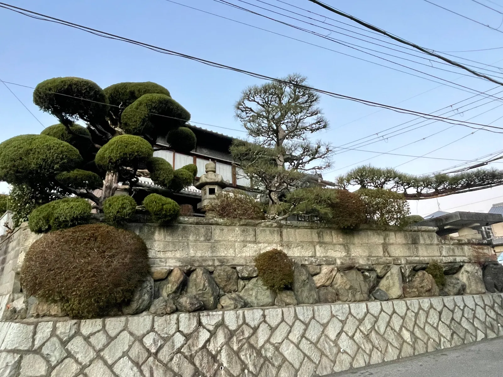 石垣の上の和風庭園、イブキとマツの仕立て直し(施工後)