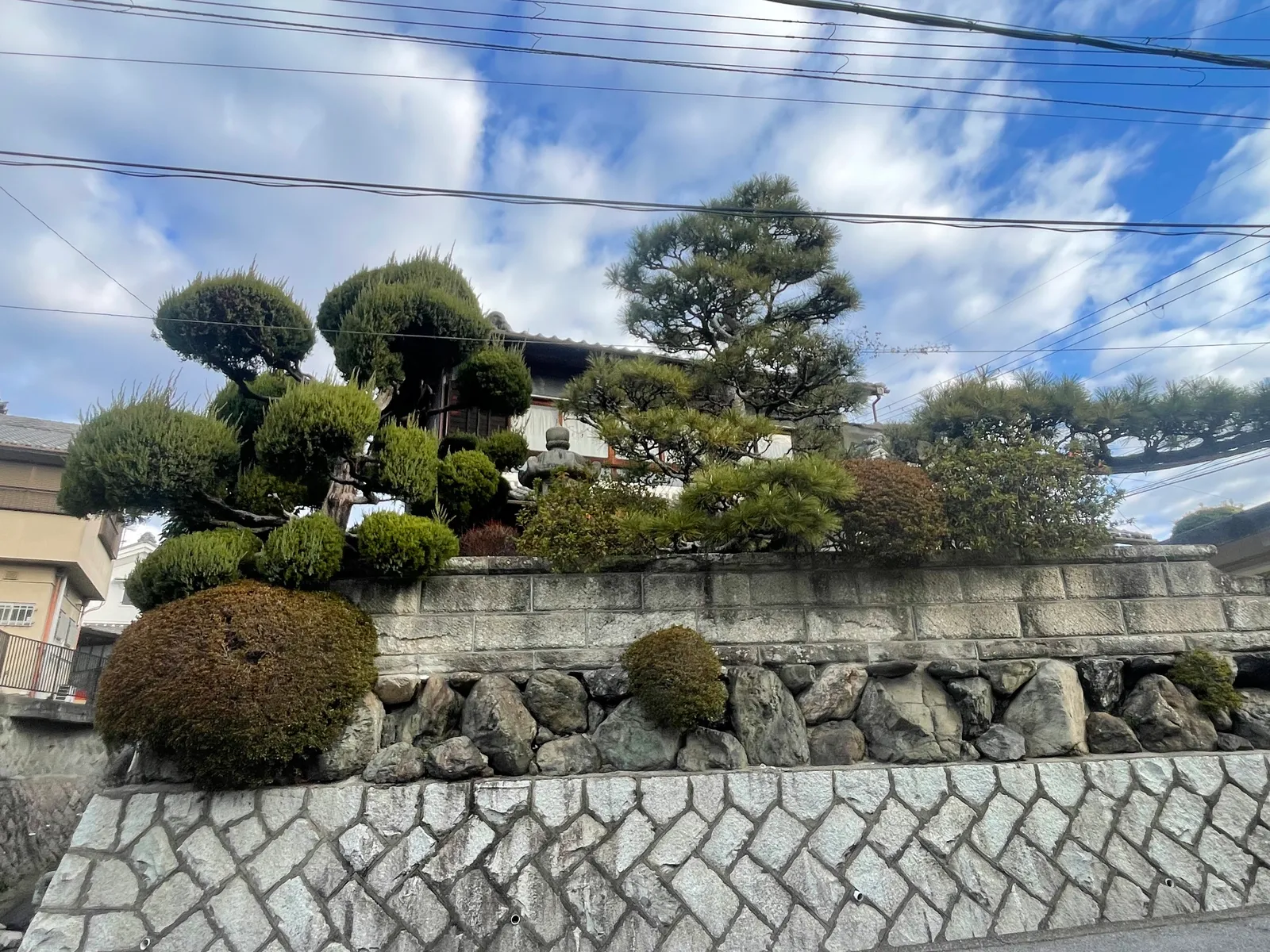 石垣の上の和風庭園、イブキとマツの仕立て直し(施工前)